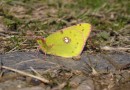 Colias crocea ©  S. Beshkov